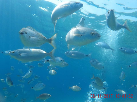 Big Fish Dive Center-Faliraki必去景点