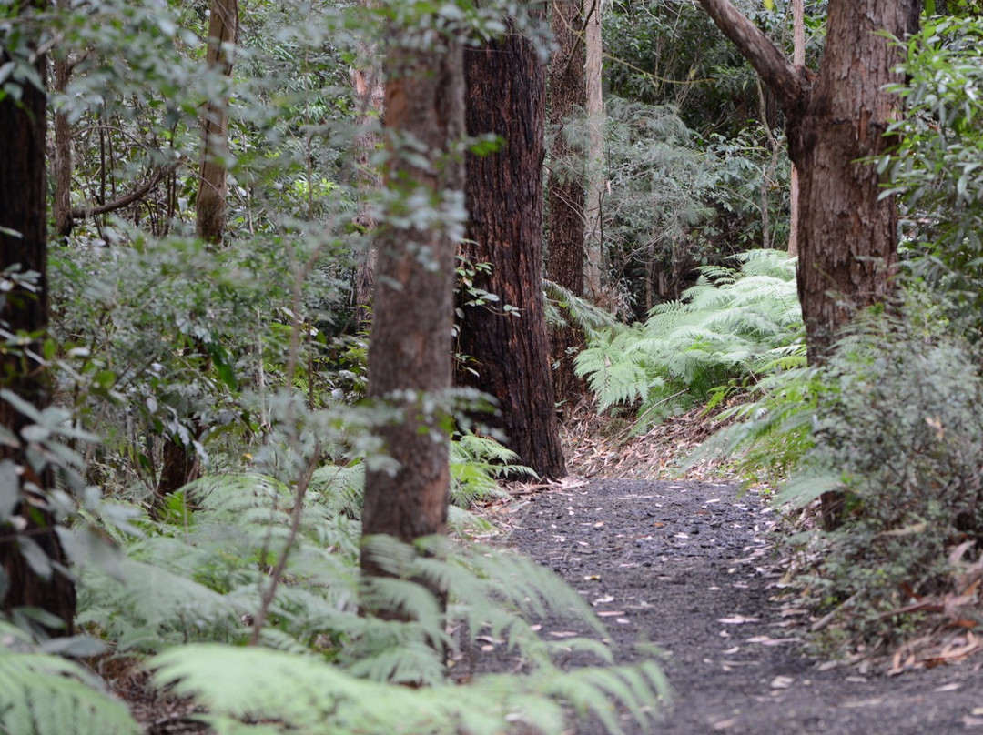 Illawarra Grevillea Park景点图片