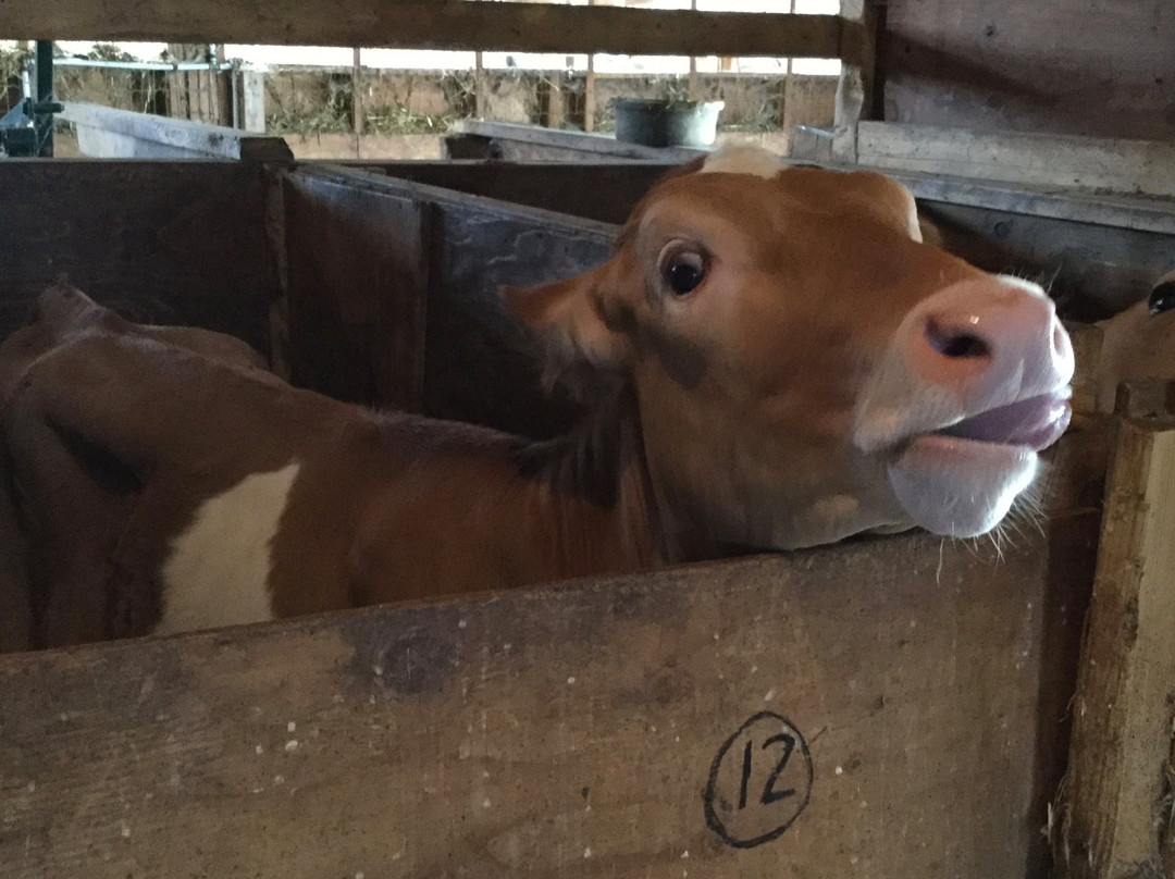 The Farm House Natural Cheeses-阿加斯市必去景点