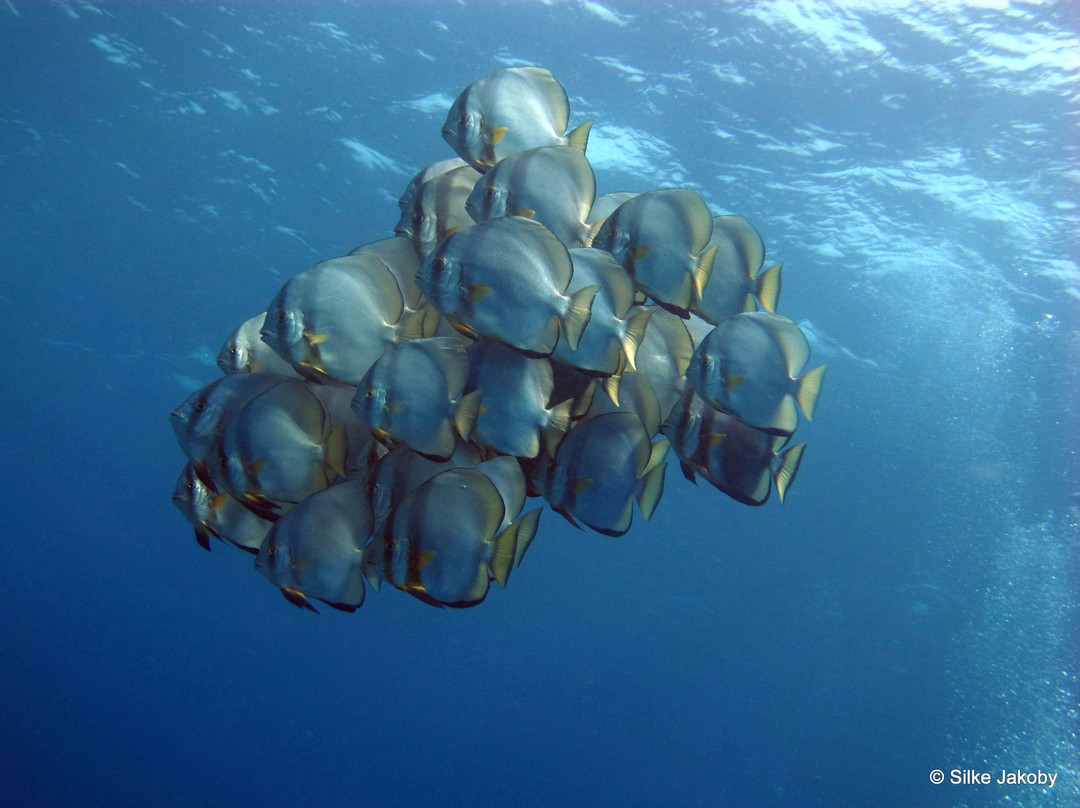 Bastianos Divers Manado景点图片