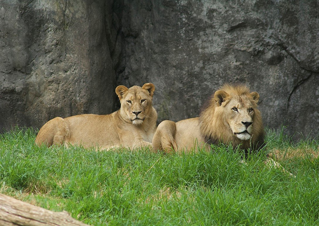 North Carolina Zoo景点图片