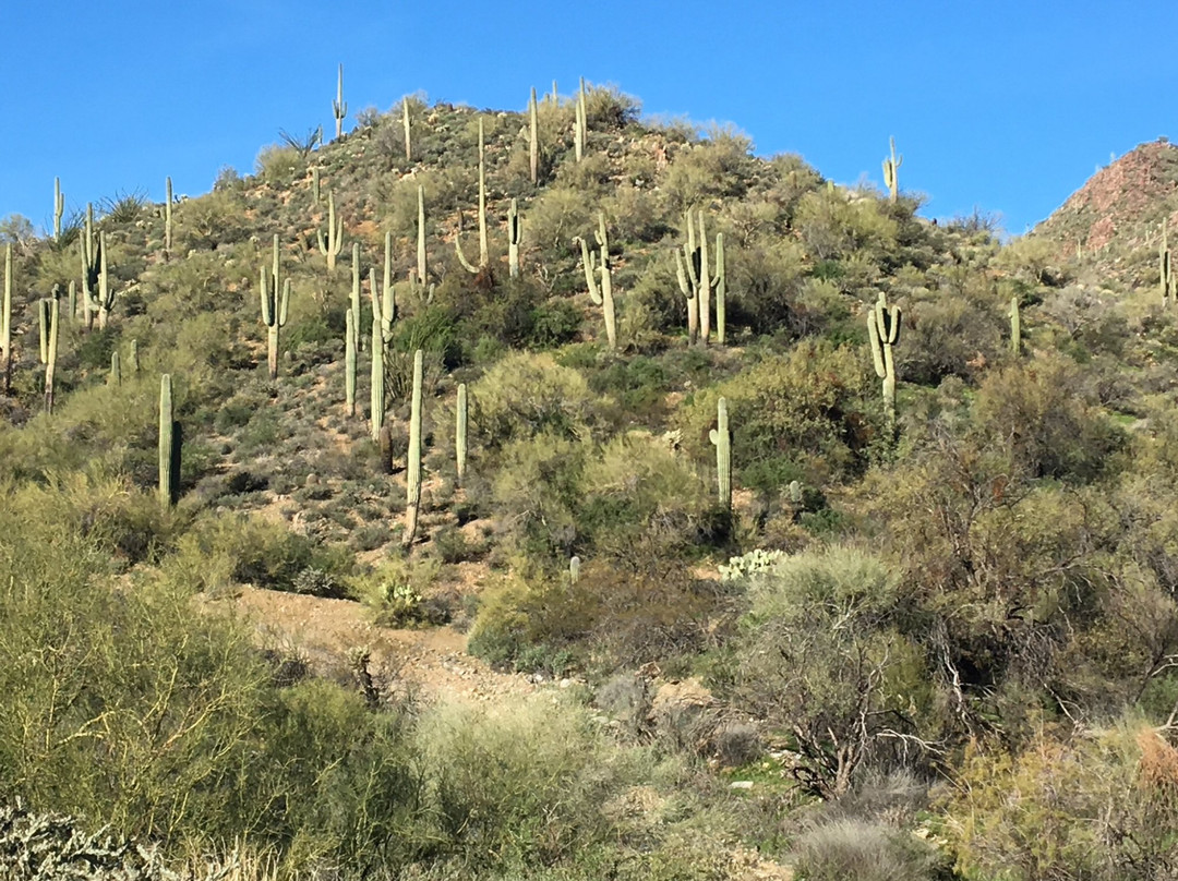 Dixie Mine Trail景点图片