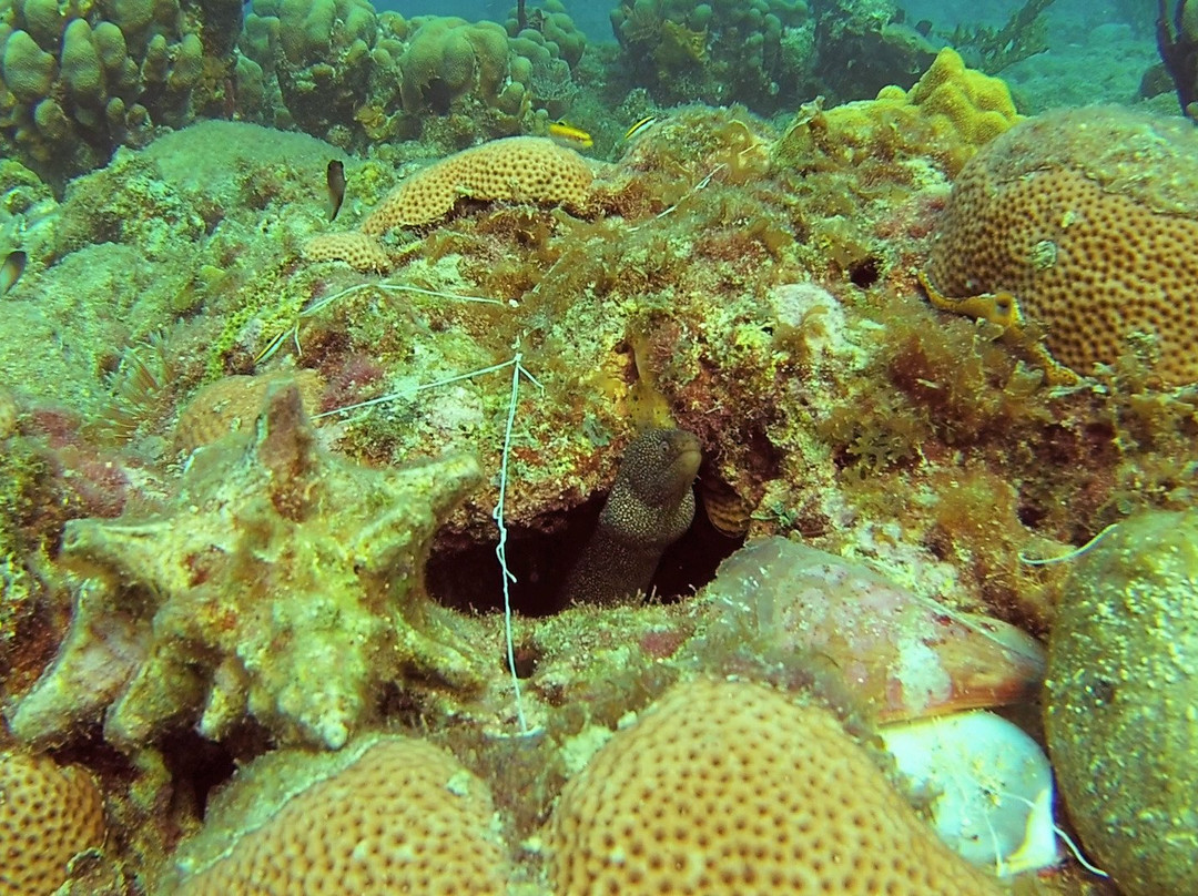 Jeff's Water Sports & Healing-Scotts Head必去景点