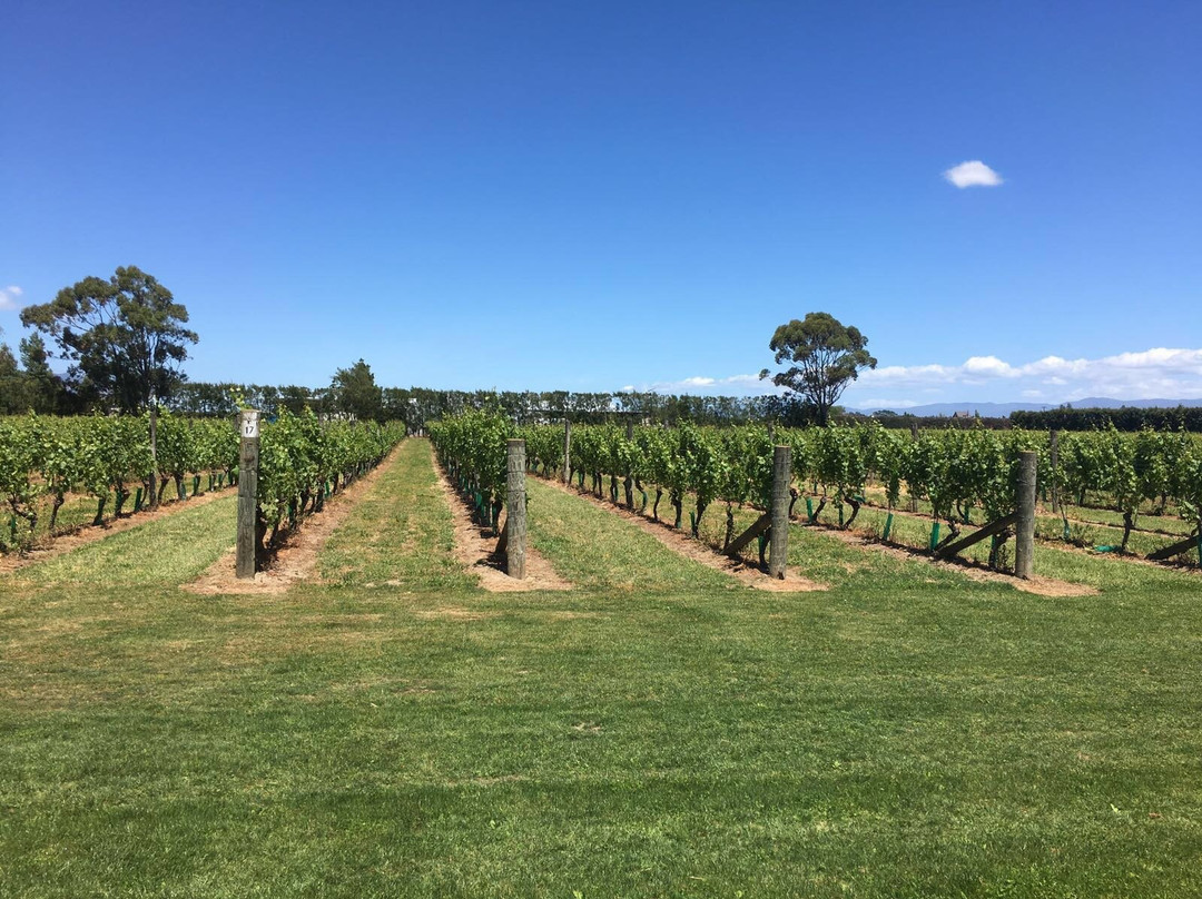 Martinborough Vineyard景点图片