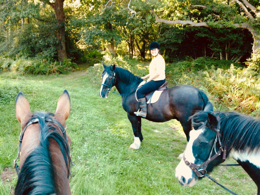 Little Forest Ponies景点图片