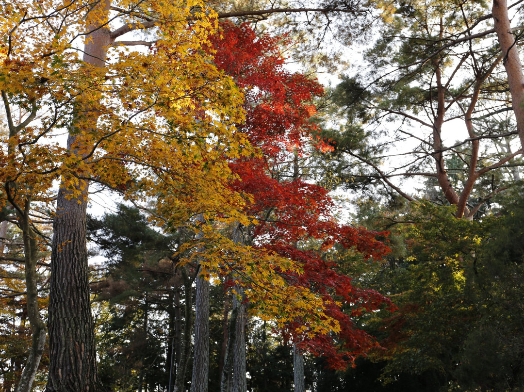 Shuzenji Nature Park-伊豆市必去景点