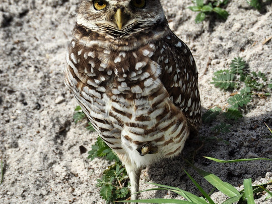 Brian Piccolo Sport Park-Cooper City必去景点