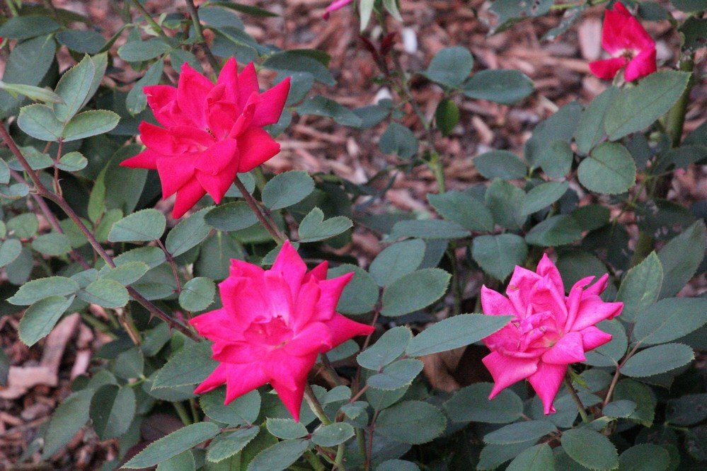 Chippawa Park-Welland必去景点