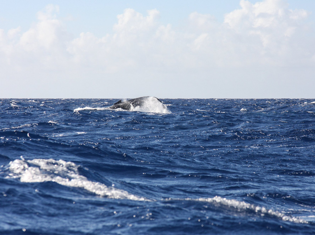 Scubatek Tahiti景点图片