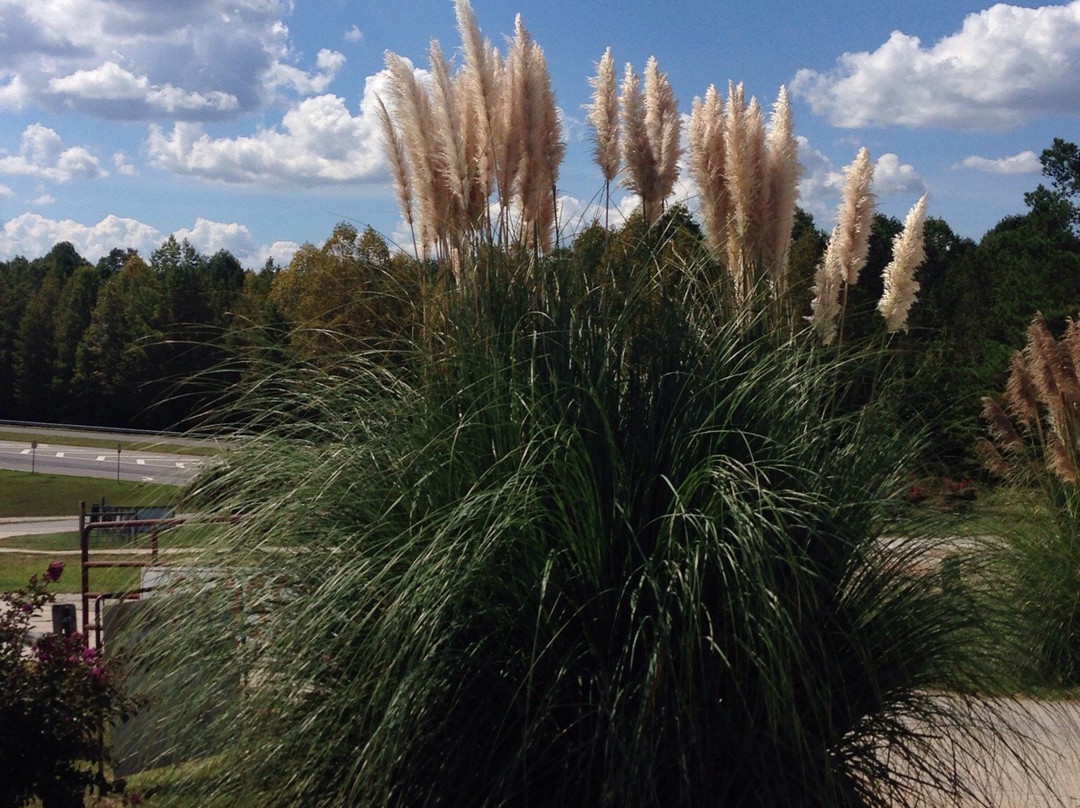Pickens Flea Market-Pickens必去景点