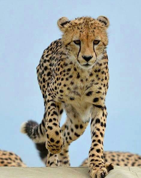 Tropical Cats Tours-蒙巴萨必去景点