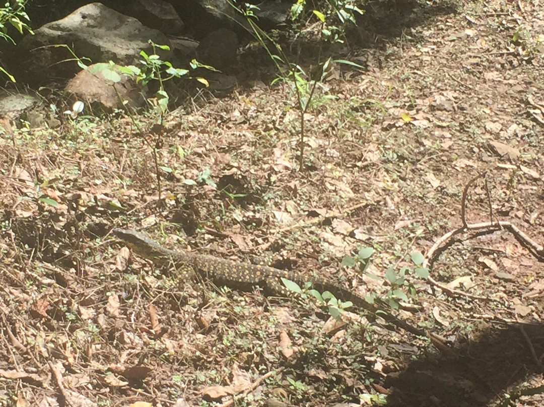 Airlie Creek Track-艾尔利滩必去景点