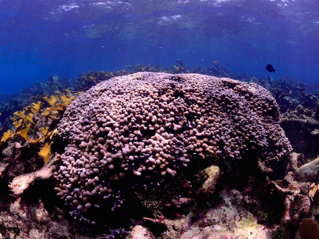 Manatus Mexico-从莫雷洛斯港必去景点