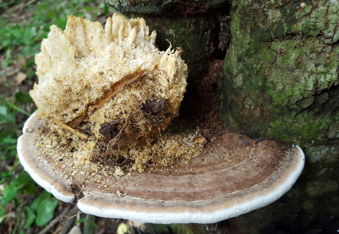 Gita Persada Butterfly Park-班达楠榜必去景点