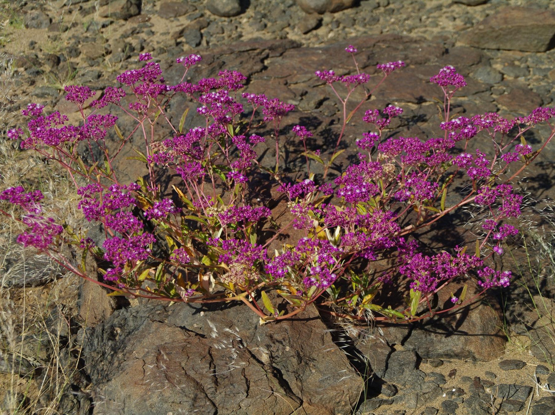 Messum Crater-Uis必去景点