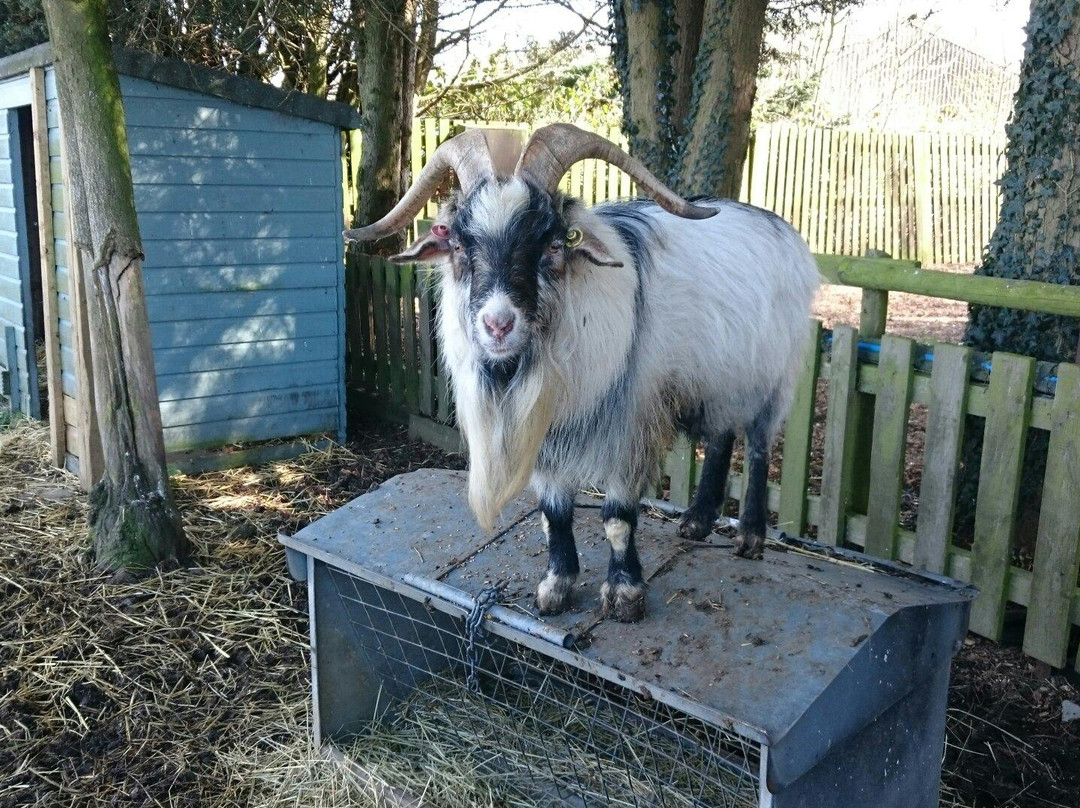 Woodside Animal Farm and Leisure Park景点图片