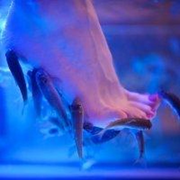 Fish Spa Vilnius-维尔纽斯必去景点