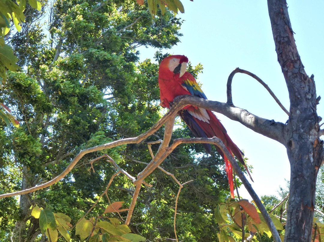 Jungla de Panama Wildlife Refuge景点图片