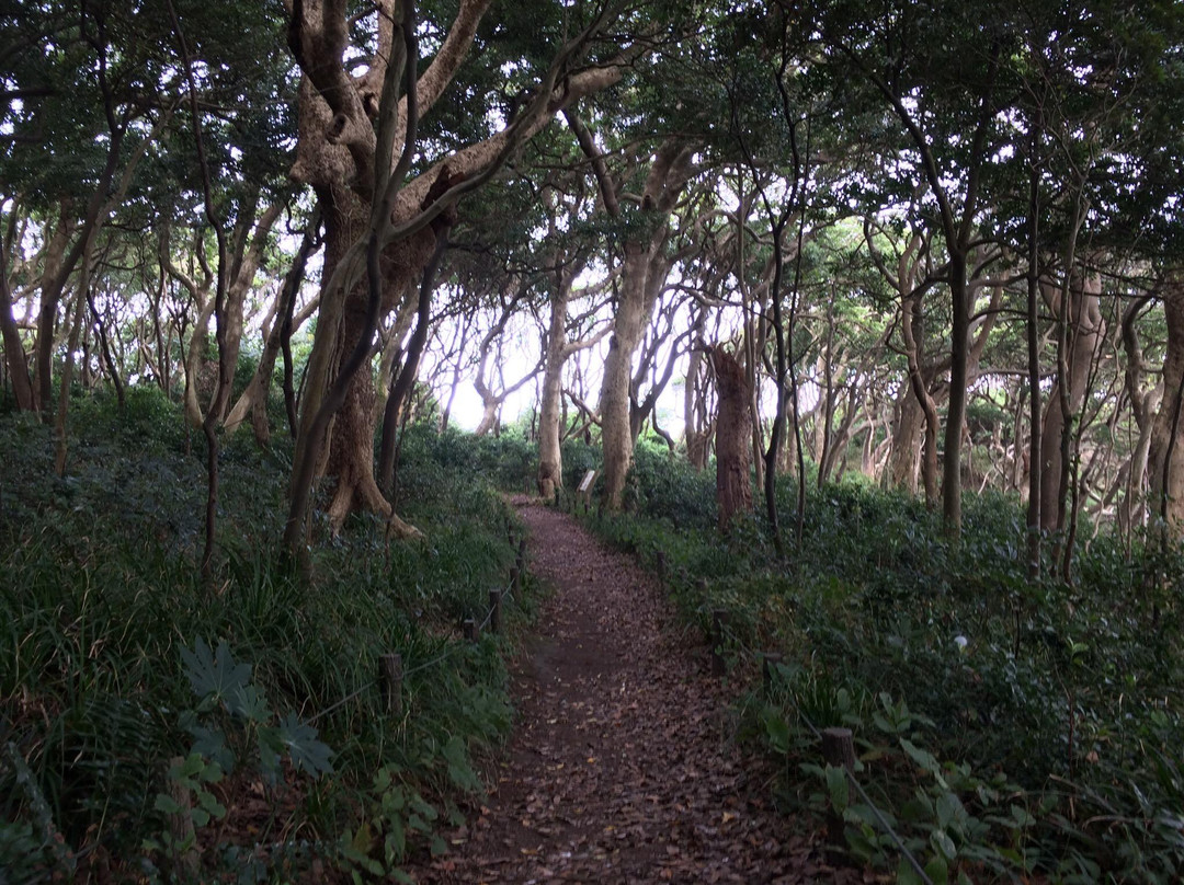 Oshima Whildwood Extensive Forest景点图片