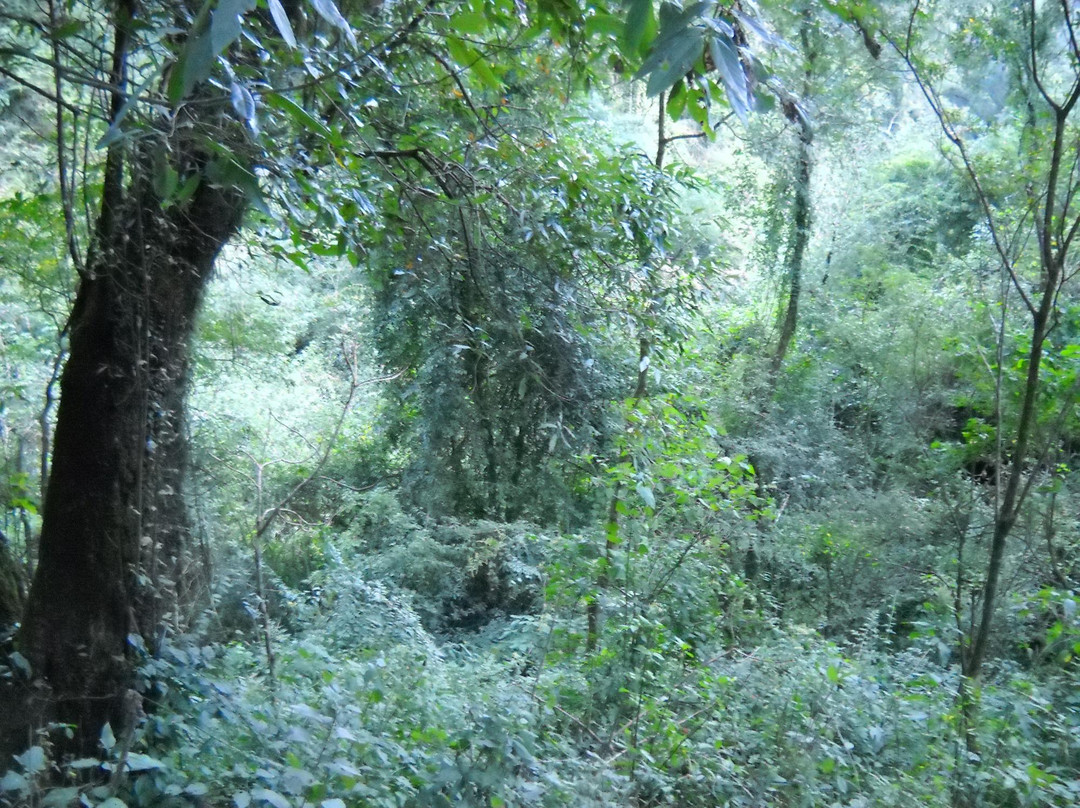 Reserva Natural Urbana景点图片