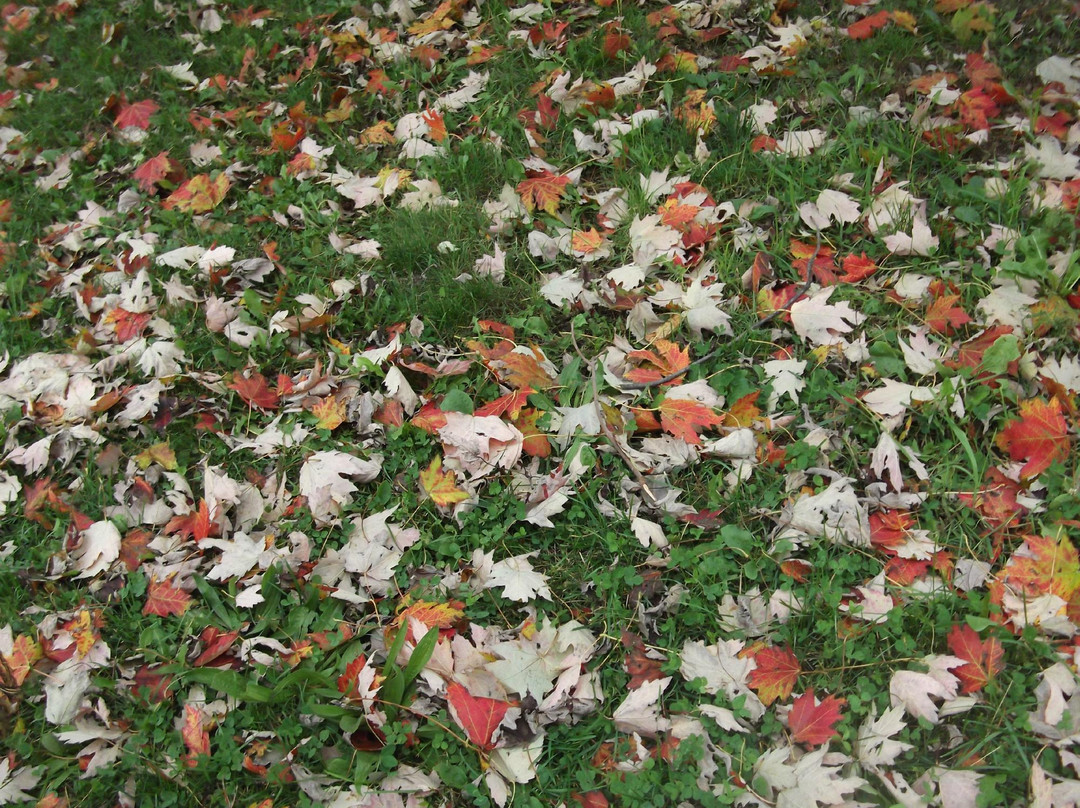 Pomona Mills Park-万锦市必去景点