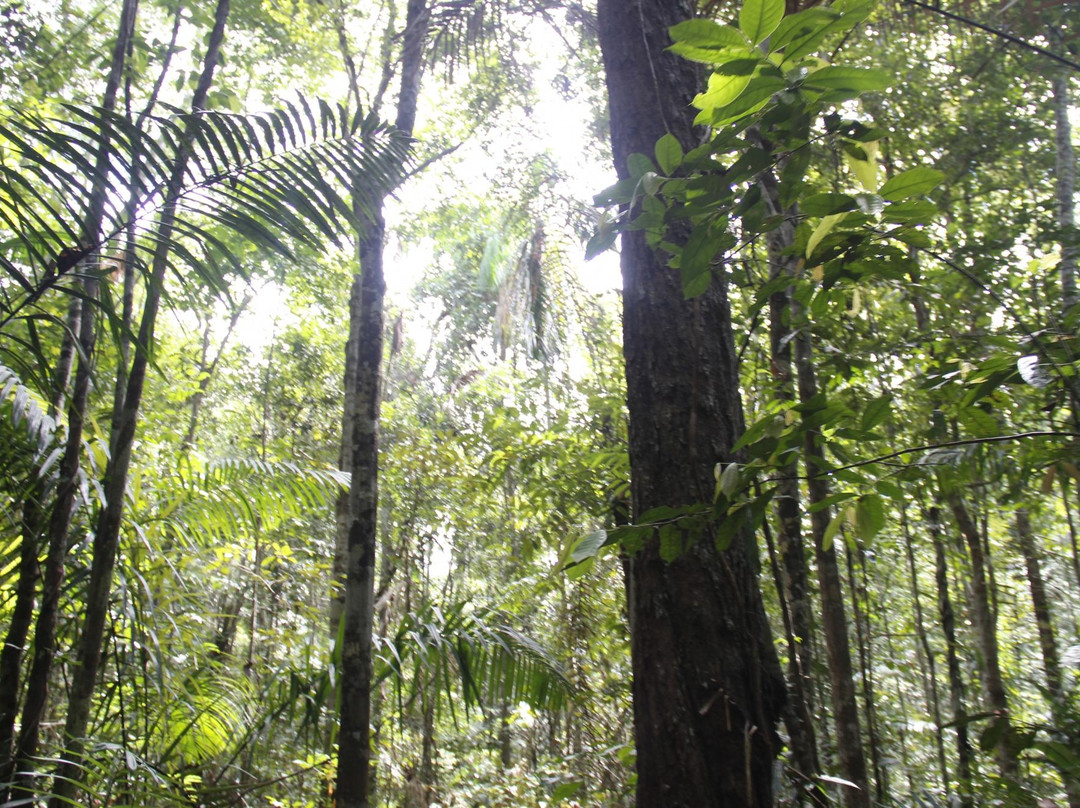 Caracarai旅游攻略图片