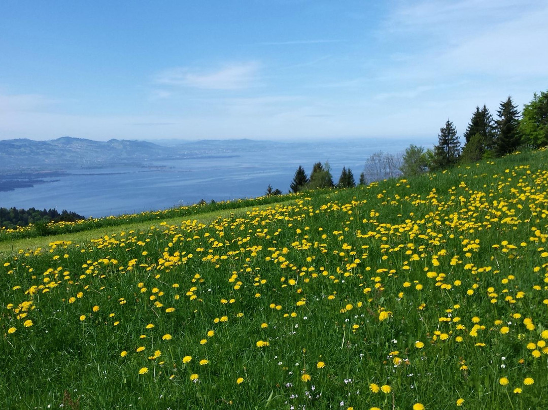 Hohenweiler酒店住宿-Muhlenhof