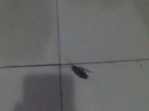 沙星大酒店主图