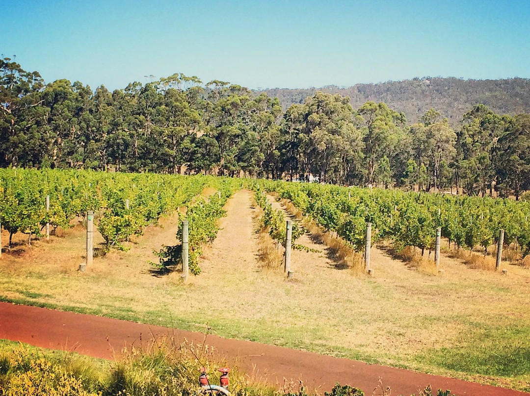 Forest Hill Wines景点图片