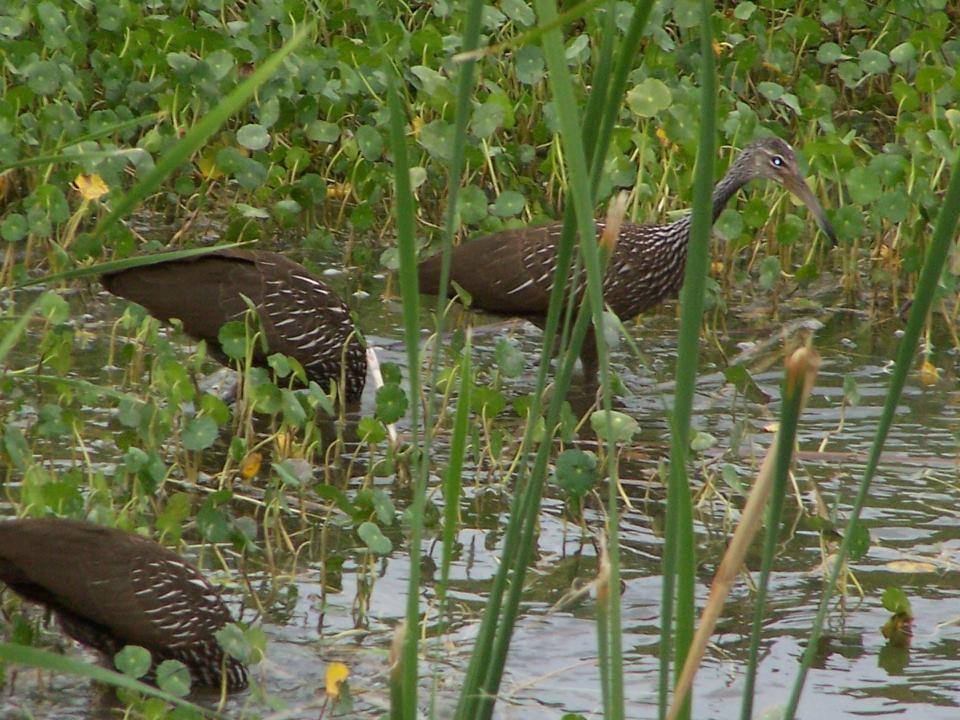 Saddle Creek Park-莱克兰必去景点