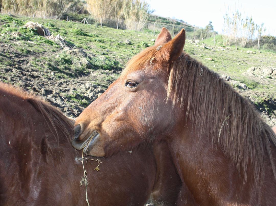 Grisi餐馆和美食-Agriturismo Cambuca