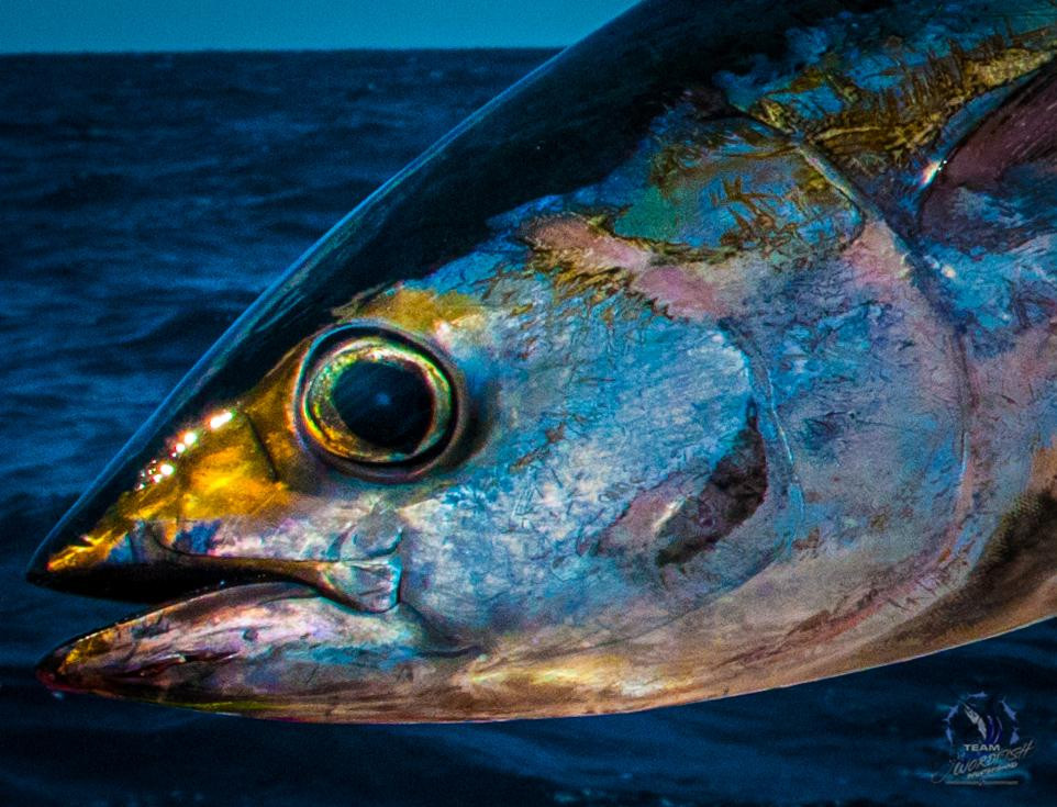 Swordfish Sportfishing景点图片