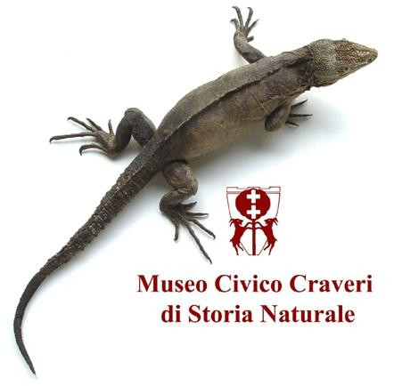 Museo Civico Craveri di Storia Naturale-Bra必去景点