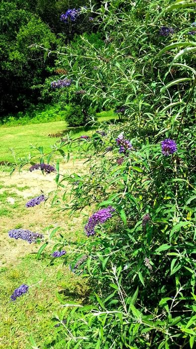 La Casa di Frida主图