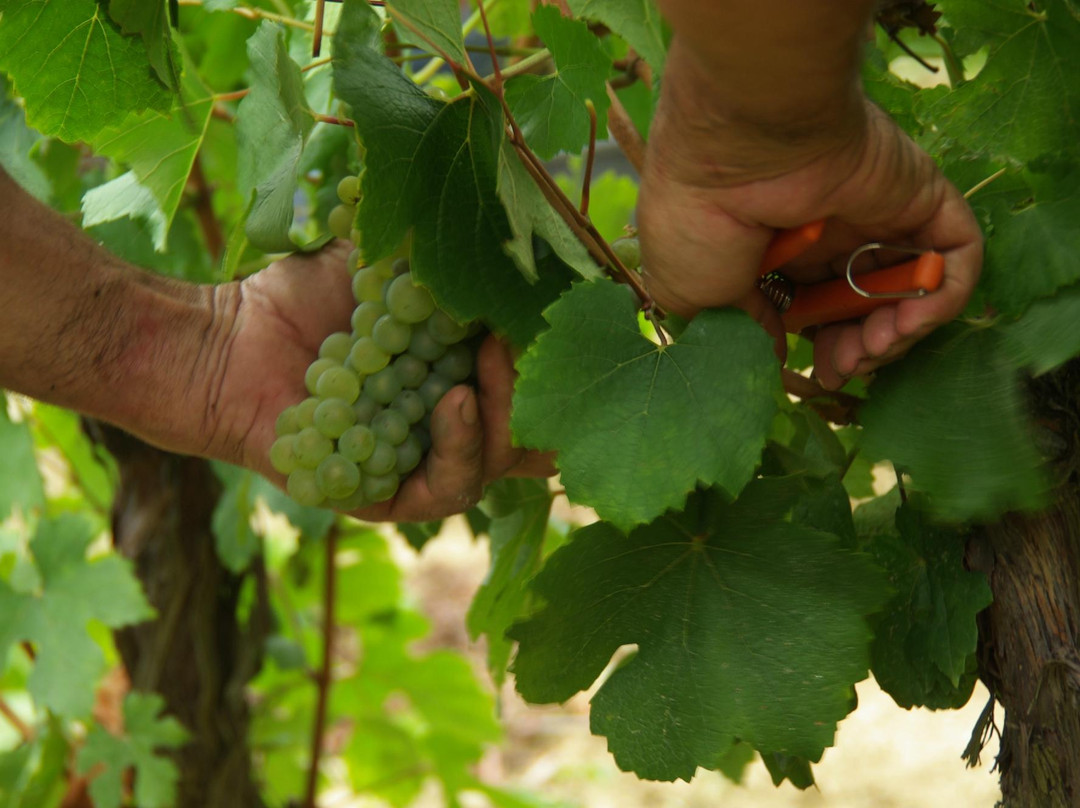 Domaine Delmas-Antugnac必去景点