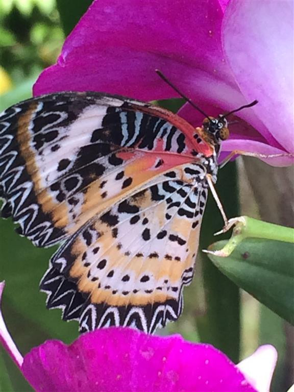 蝴蝶园与昆虫王国-塔林必去景点