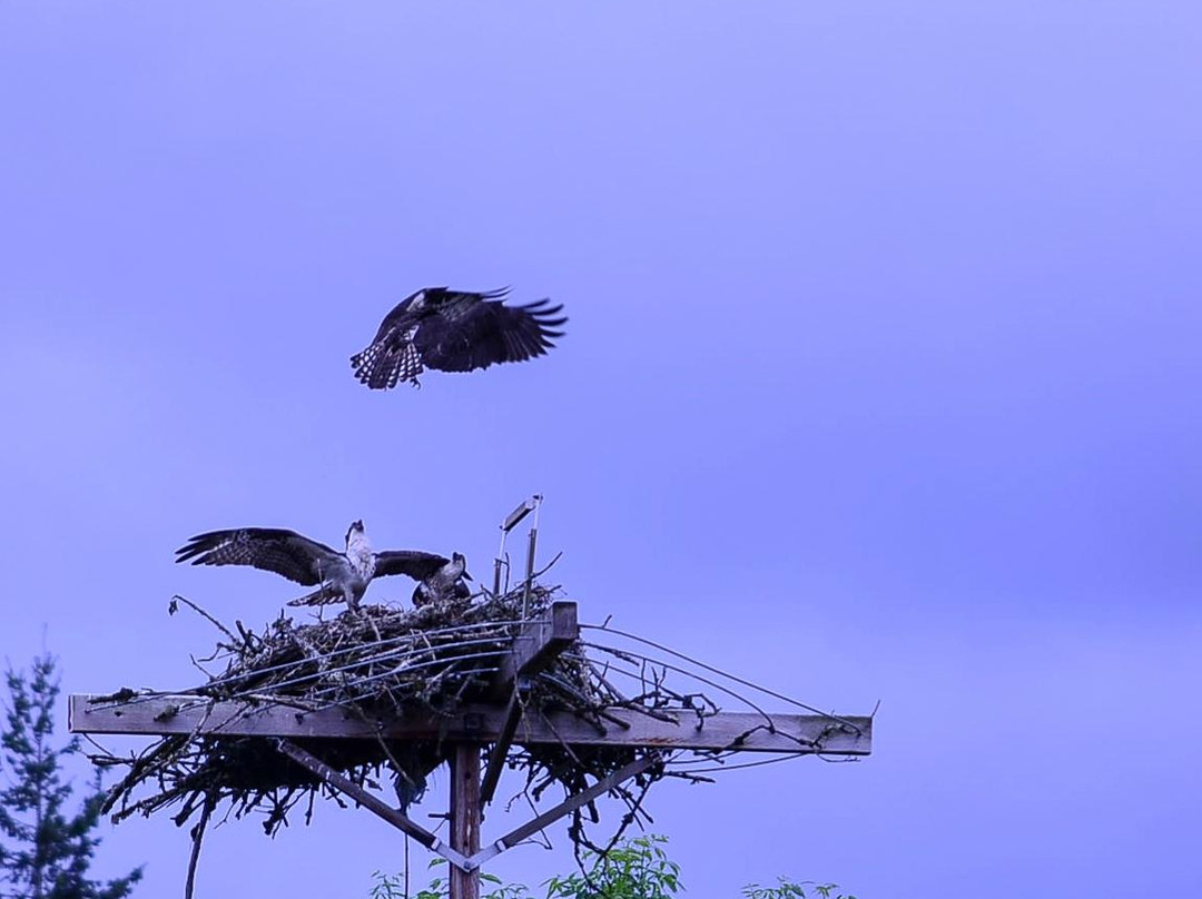 Jackson Bottom Wetlands Preserve-希尔斯伯勒必去景点