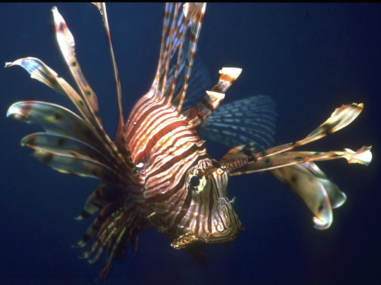 Siam Dive n Sail-拉威必去景点