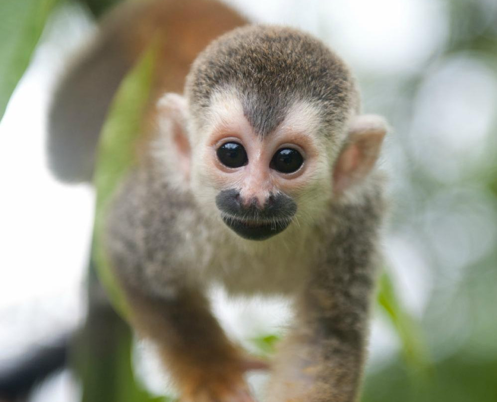KSTR Monkey Tour景点图片
