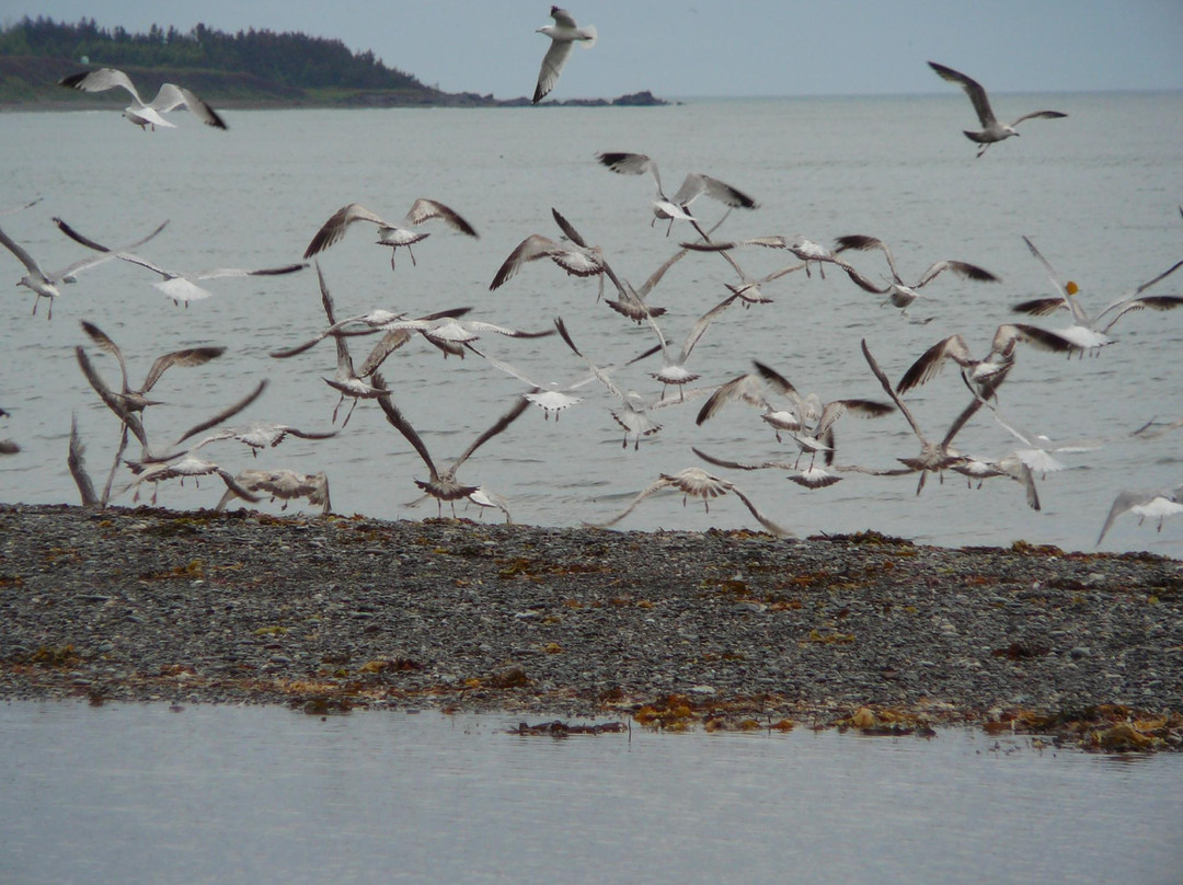 Malignant Cove旅游攻略图片