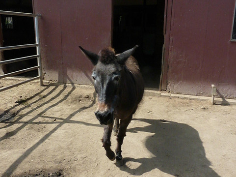 Montebello Barnyard Zoo-蒙特贝洛必去景点