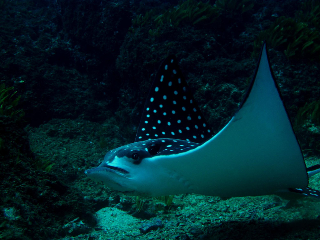 SCUBA Diving at Summer Salt Dive Center景点图片