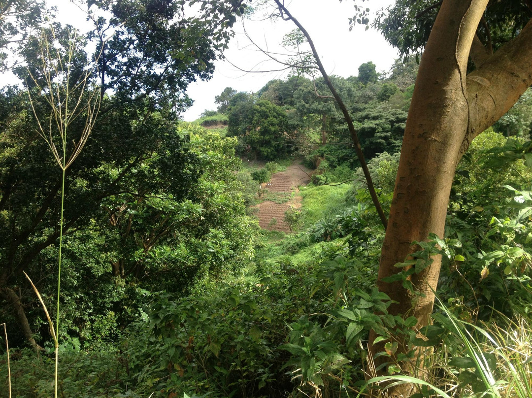 Cot Trail-蒙特塞拉特必去景点