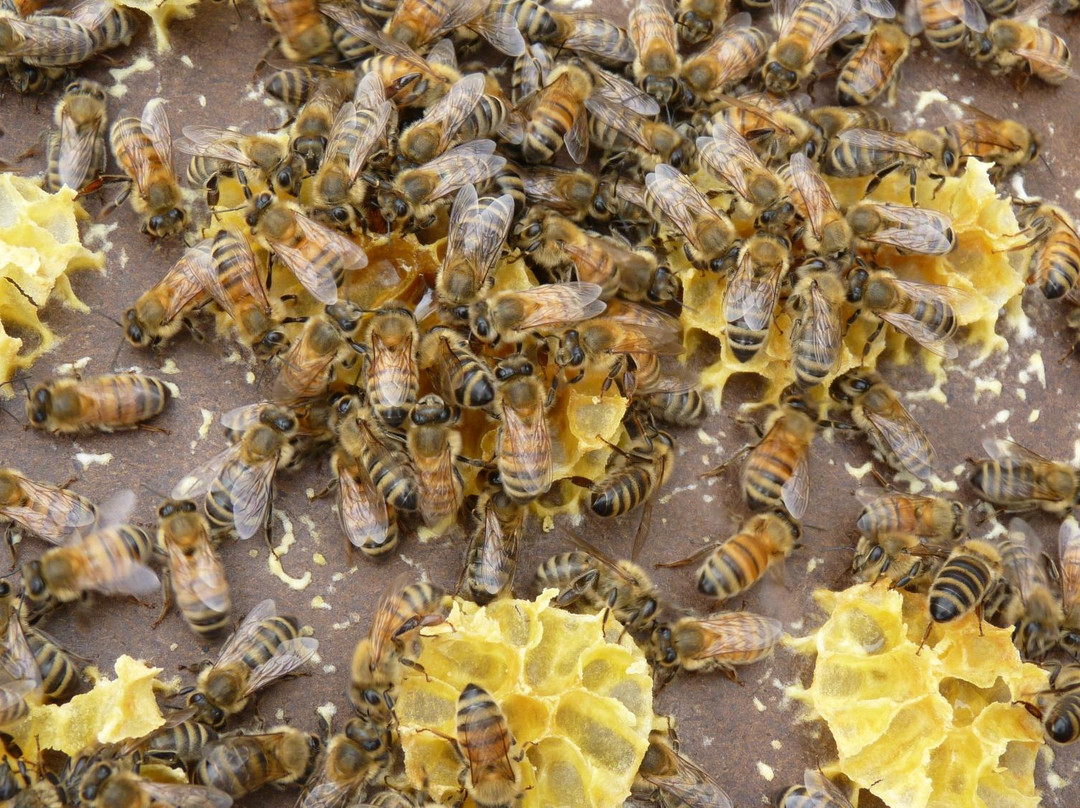 Bee Haven @ Paihia景点图片