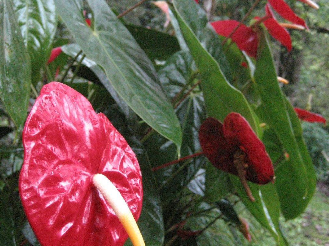 Tan's Camellia Garden-丹那拉塔必去景点