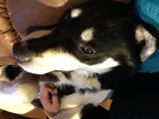 天狼星雪橇狗和极光之旅-费尔班克斯必去景点