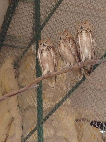 Al Areen Wildlife Park & Reserve-Zallaq必去景点