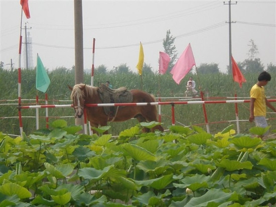 元妃荷园综合游乐场-安新县必去景点