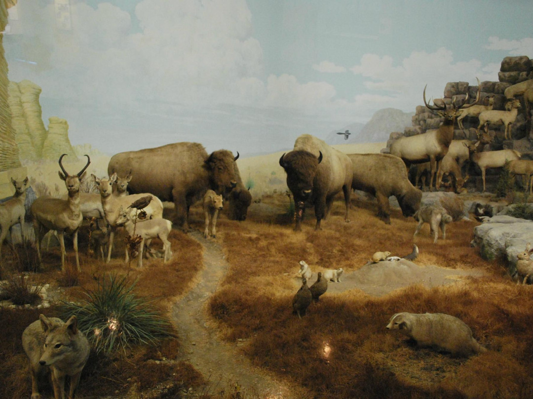 Biodiversity Institute and Natural History Museum-劳伦斯必去景点