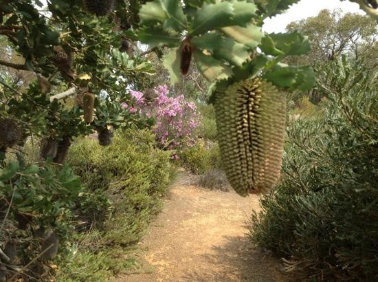 Stokes Bay Bush Garden景点图片